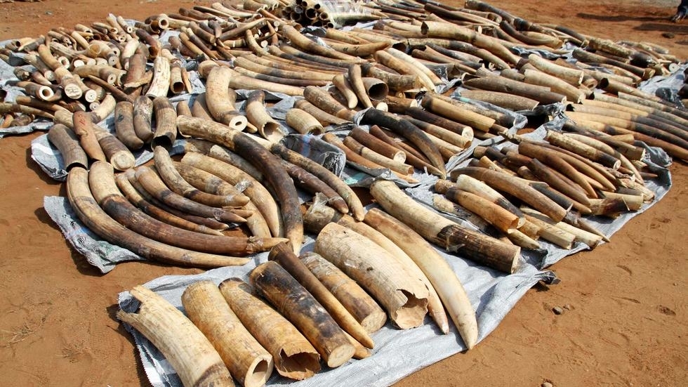 A exploracao do marfim na Africa