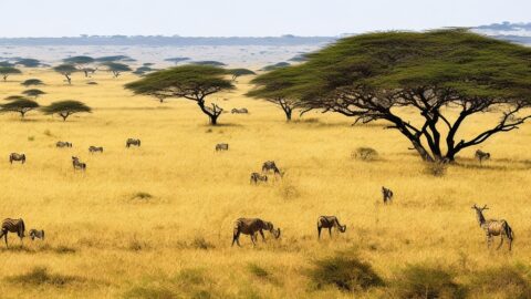 Rumo às Planícies do Serengeti